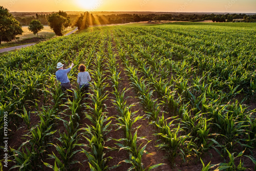 (Descrição da imagem: A imagem, capturada de um ângulo elevado, mostra um vasto campo de milho ao pôr do sol. As plantas de milho, verdes e viçosas, estão organizadas em longas fileiras paralelas que se estendem pela paisagem. No canto superior esquerdo do campo, um homem e uma mulher estão em pé, vistos de costas. O homem usa um chapéu branco e uma camisa azul, e aponta com o braço esquerdo para a plantação. A mulher, ao seu lado, tem cabelos escuros e curtos e veste uma blusa clara. Ao fundo, o sol poente cria um céu de cor laranja e amarela, com seus raios visíveis por entre algumas árvores. A paisagem ao redor do campo inclui uma estrada, mais árvores e outras áreas de vegetação. A luz do sol ilumina as folhas do milharal, criando um contraste entre luz e sombra. Fim da descrição).